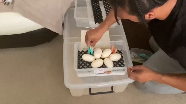 MY BALL PYTHON FINALLY LAID HER FIRST CLUTCH OF EGGS!!! смотреть онлайн