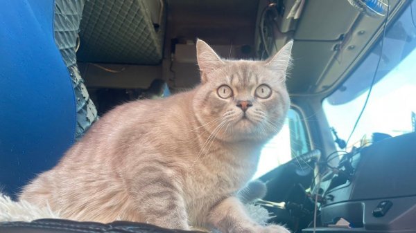 Стрим прогулка с Евчиком #котдальнобой #кемерово