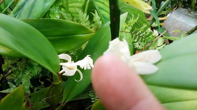 Flickingeria fimbriata - dendrobium plicatile - fragrant orchid смотреть онлайн