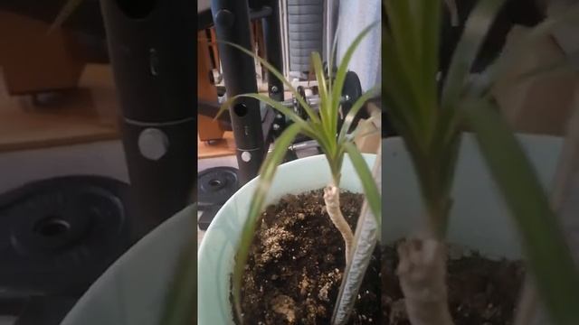 Обзор моих домашних цветов. Подарок для подписчика "Наталья на даче" смотреть онлайн