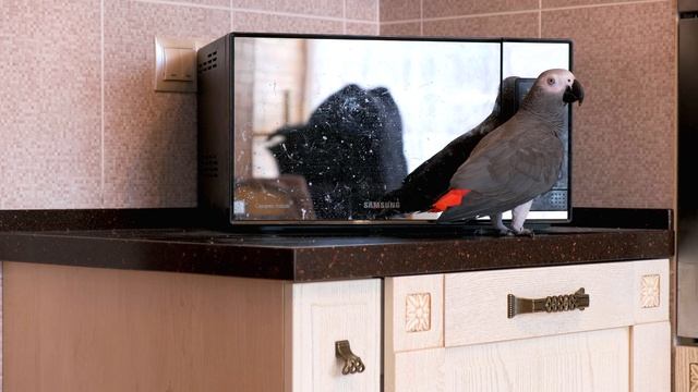 Попугай жако Петруня разговаривает со своим отражением и обзывает своих хозяев)/funny animal videos смотреть онлайн