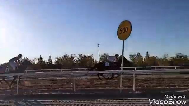 скачки ахалтекинцев смотреть онлайн