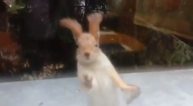 Бери шишку и уходи! смотреть онлайн