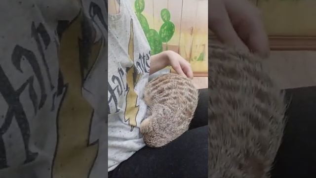 Домашние сурикаты Жорик и Груша, вечерний груминг смотреть онлайн