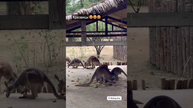 Пекинский зоопарк смотреть онлайн