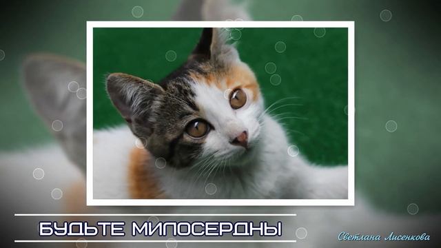 С всемирным днём бездомных животных 21 августа! Мы в ответе за тех, кого приручили! смотреть онлайн