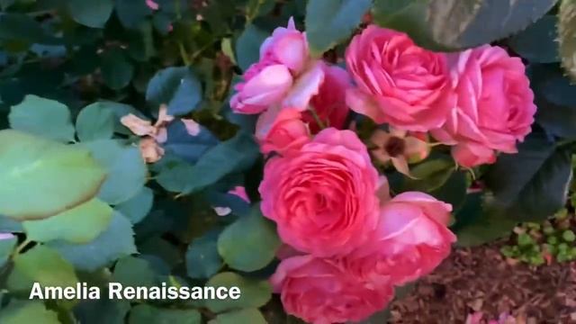 Розы. Обзор лучших сортов роз. Чем обработать розы от болезней и вредителей ??? ??? смотреть онлайн