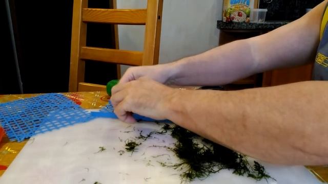 Выращиваем ковер яванского мха на сетке/ Grow a carpet of Java moss on the mesh смотреть онлайн