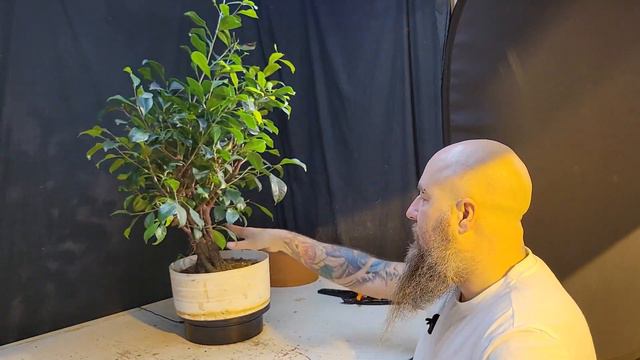 ficus fusion projet #2 смотреть онлайн
