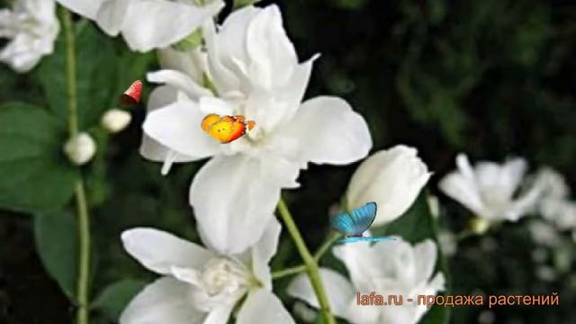 Жасмин садовый Балет Мотыльков ? обзор: как сажать, саженцы жасмина Балет Мотыльков смотреть онлайн