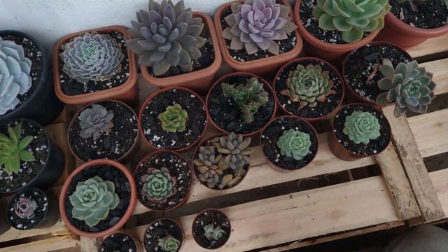 Fim de semana com as suculentas (Faxina, rega, flores, chuva e+) смотреть онлайн