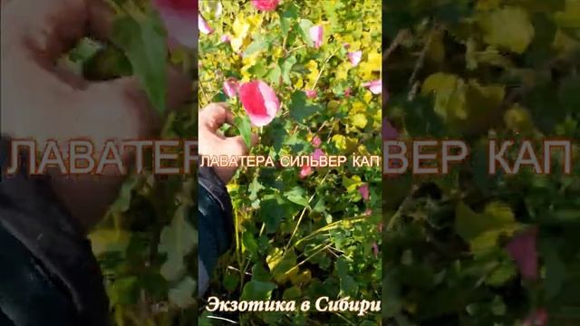 Лаватера сильвер кап #Лаватера смотреть онлайн