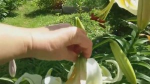 Лилии ОТ-гибриды: Шахерезада, Мистер Кас (чалмовидные); Мисс Марпл, Сенси.