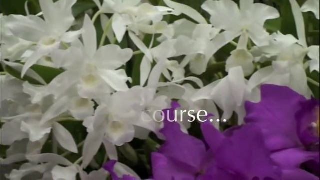 Fairchild's Orchid Festival смотреть онлайн