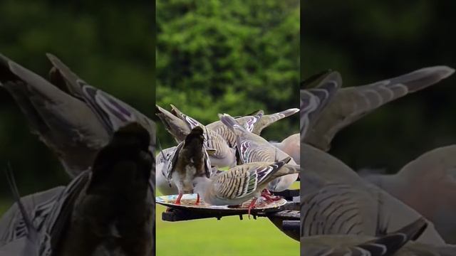 BEAUTIFUL BIRDS OF AUSTRALIA / Fauna Australiana. смотреть онлайн