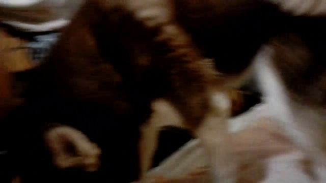 Собачье бешенство.. Что творят собаки!? смотреть онлайн