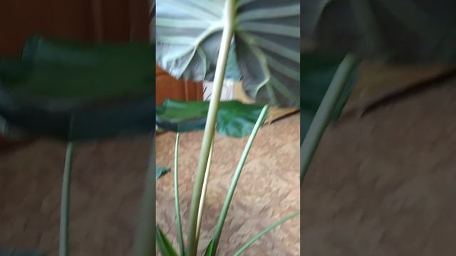 алоказия Регал Шилдс с деткой #комнатныецветы #цветы #алоказия смотреть онлайн