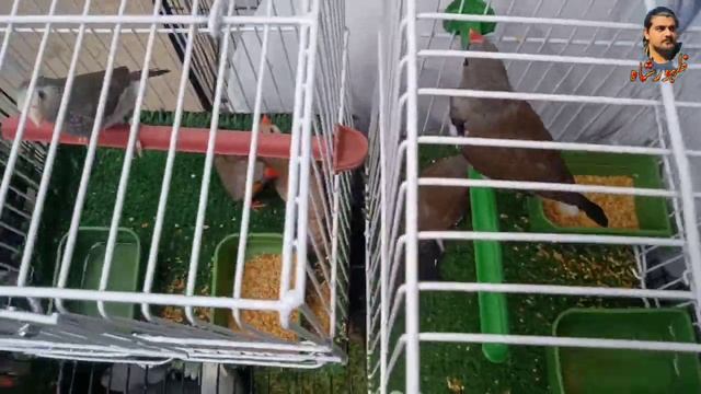 lalukhet birds market Ka bura haal ||lalukhet birds market latest update смотреть онлайн