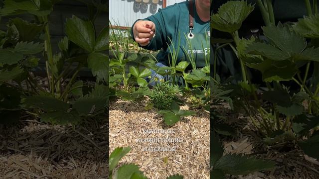 ФИТОФТОРОЗ ТОМАТОВ смотреть онлайн