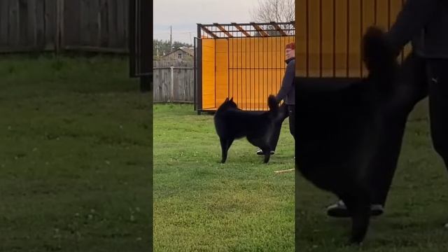 Дрессировка волкособа. Выпускники нашего питомника Гулдан и Демон. смотреть онлайн