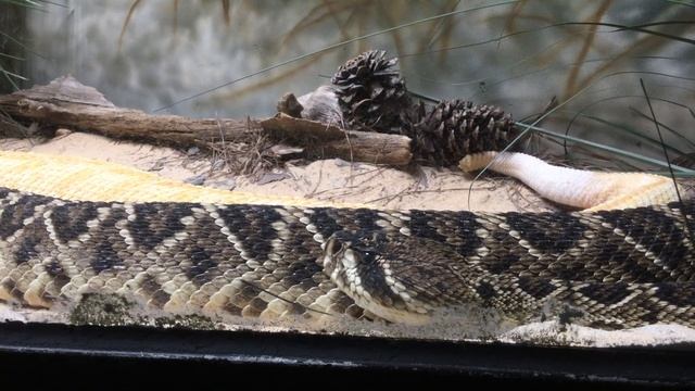 Atlanta Zoo, USA/Snakes / Зоопарк в городе Атланта, США / ЗМЕИ смотреть онлайн