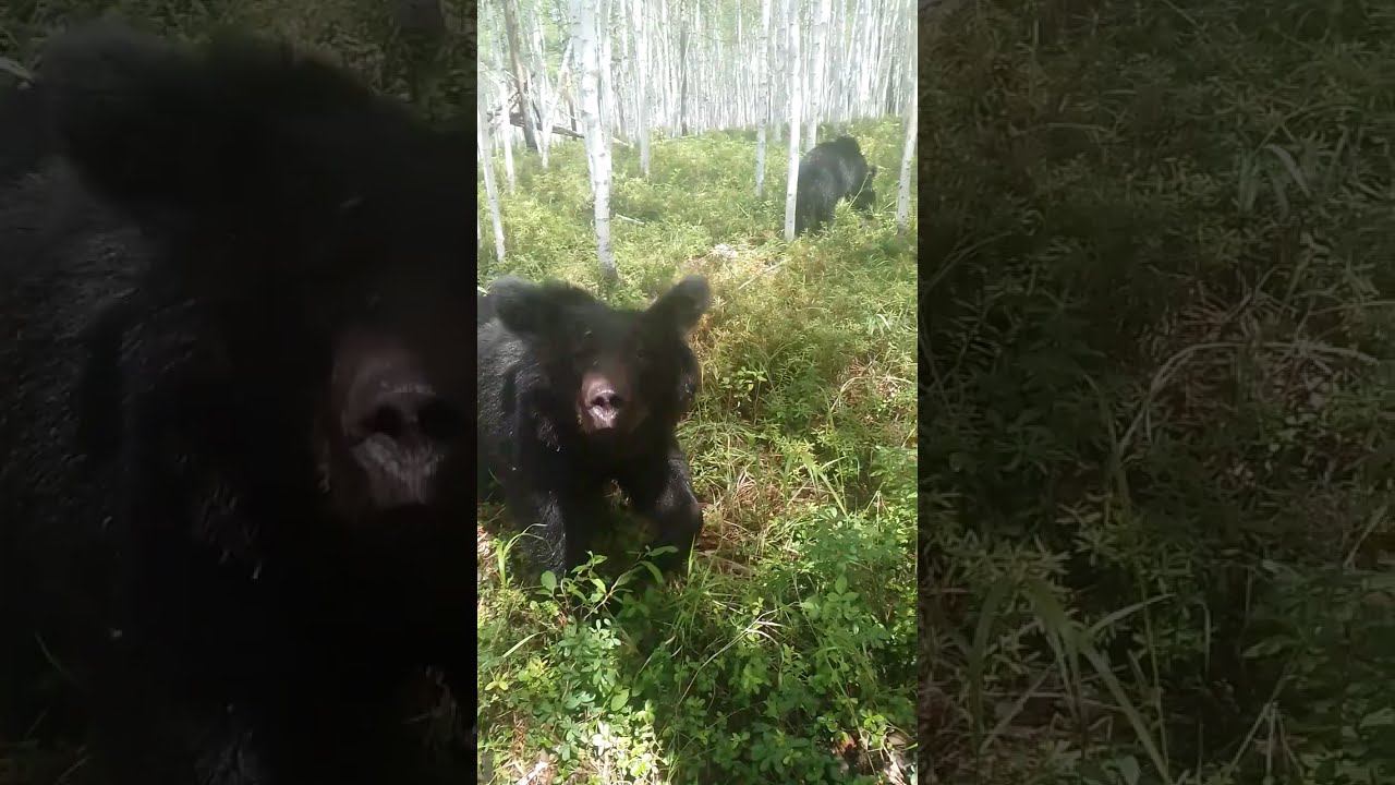 Медведи проказничают. смотреть онлайн