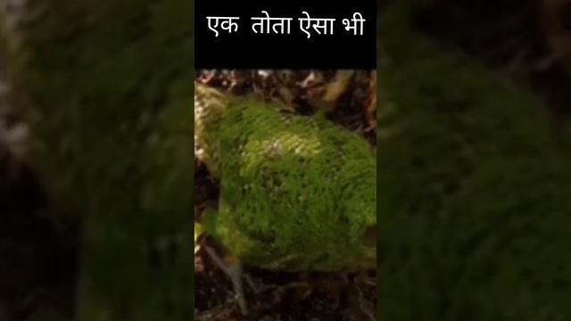 facts about kakapo parot/Interesting facts about kakapo parrot#Shorts смотреть онлайн
