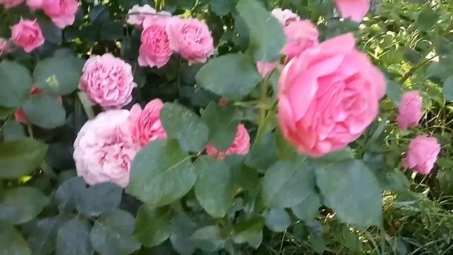 Лучшая плетистая роза для арки! Роза Parad ( Парад ). Кустовые розы Тиклед Пинк и Леонардо да Винчи смотреть онлайн