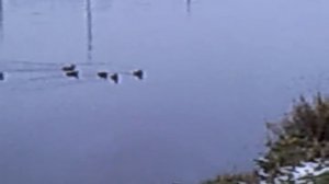 как поймать утку на крючке