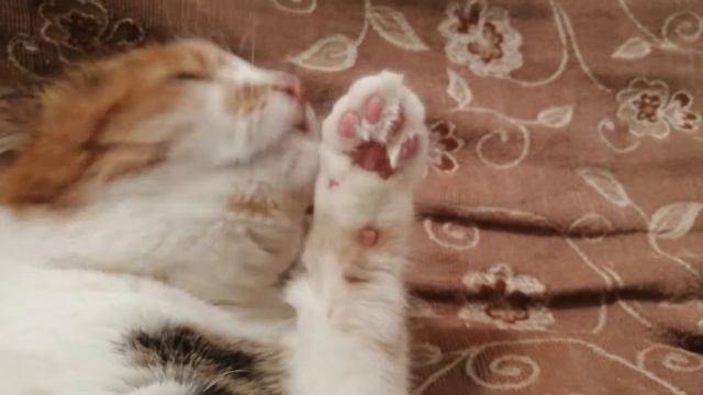 ЧТО БУДЕТ ЕСЛИ ДАТЬ КОШКЕ КОПЧЕНУЮ РЫБУ? смотреть онлайн
