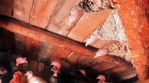 Как мы утепляли индюшатник!