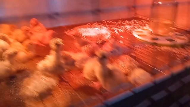 Инкубация индюшиных яиц 27 день вылуп индюшат смотреть онлайн