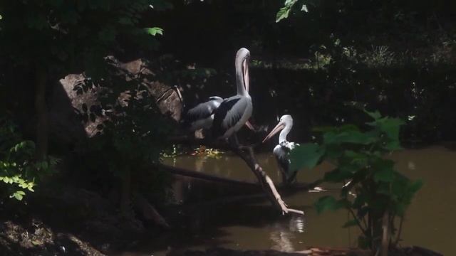 Birds and relaxing music - for spiritual cleansing, stress relief, meditation смотреть онлайн