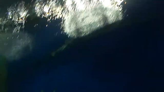 ТУНЕЦ В ТЕРАРИУМЕ смотреть онлайн