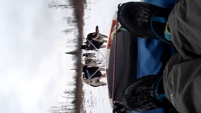 Winter Dog Sledding In ThunderBay смотреть онлайн