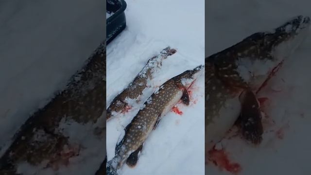 Рыбалка в воезере смотреть онлайн