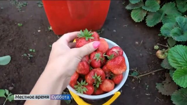Владимирские садоводы раскрыли секреты выращивания земляники смотреть онлайн