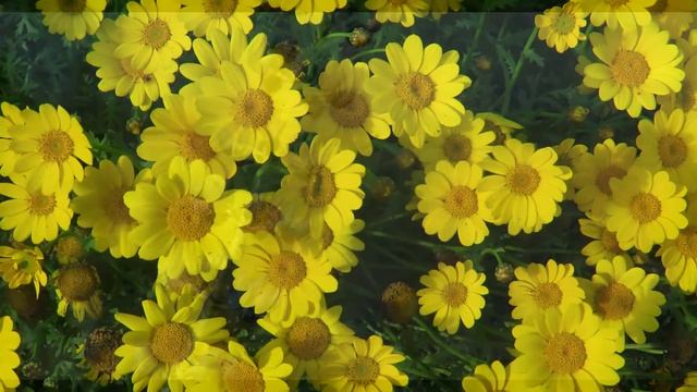 ДЕРЕВЕНСКАЯ МАШИНА УДОВОЛЬСТВИЙ l РАССКАЖУ ТЕБЕ. ЛЮБОВНЫЕ ИСТОРИИ. смотреть онлайн