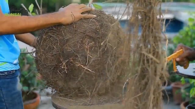 | How to Pruning and Transfer pot Barringtonia Bonsai | হিজল বনসাই | Bonsai Artisan |KH.AQIB | смотреть онлайн