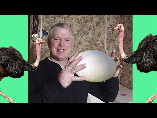 #Shorts Яйцо страуса Я его довез смотреть онлайн