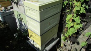 март на пасеке - когда лучше выставлять пчел из зимовника и почему