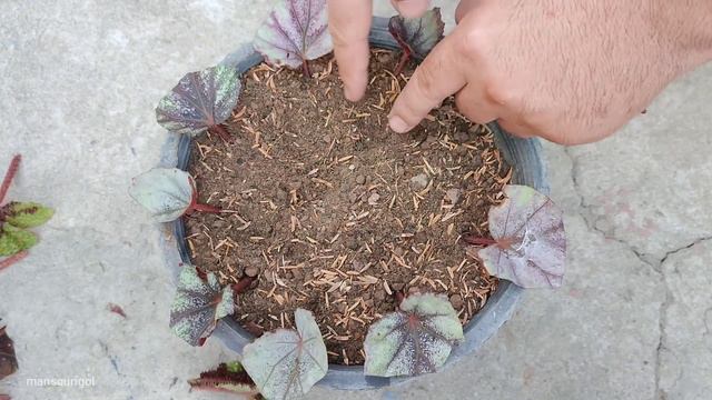 How to Propagate Begonia Rex from leaves and stem cuttings/ The result is amazing смотреть онлайн