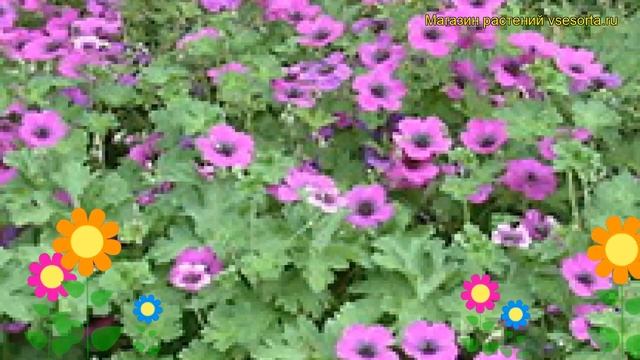 Герань гибридная Сердце Дракона. Краткий обзор, описание характеристик geranium hybrid Dragon Heart смотреть онлайн