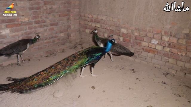 Most beautiful Peacock & Fancy Pigeon fram visit In 2021 | Green java,pied, white & black peacock смотреть онлайн