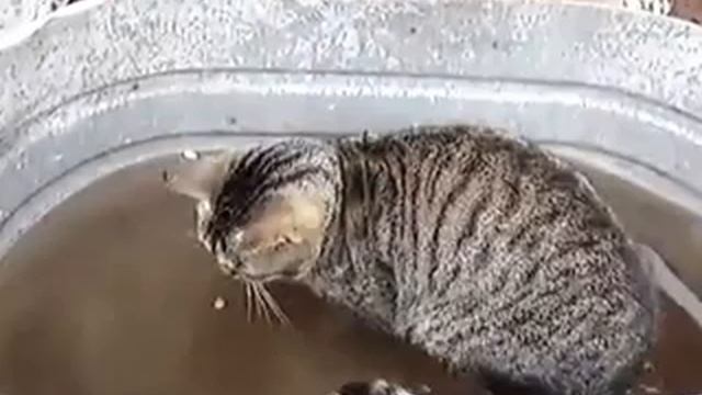 Кот рыбачит в корыте смотреть онлайн