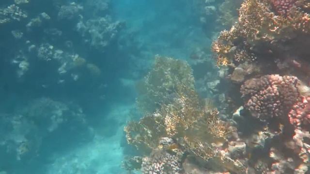 красное море, кораллы, рыбки, Шарм-Эль-Шейх, бухта Фанара смотреть онлайн