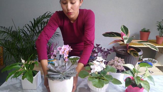 MIS 10 PLANTAS favoritas | Conoce sus nombres смотреть онлайн