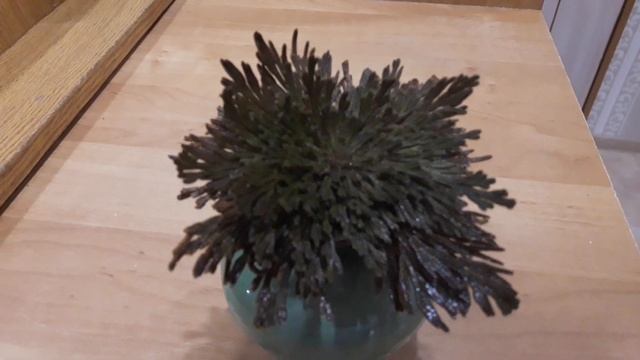 Вот и распустилась моя ИЕРИХОНСКАЯ РОЗА!!! смотреть онлайн