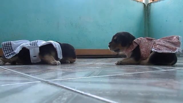 Venda de Filhotes Beagle Bicolor смотреть онлайн