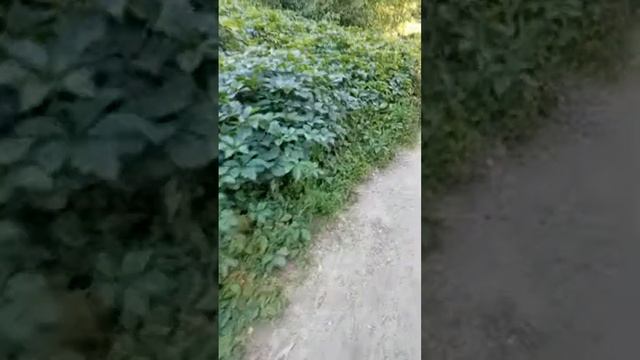 Красивая Кожа, Роскошные Волосы! Средство от Морщин и Для Роста Волос под ногами! смотреть онлайн
